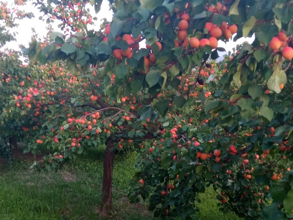 Фото. Зора Симовић