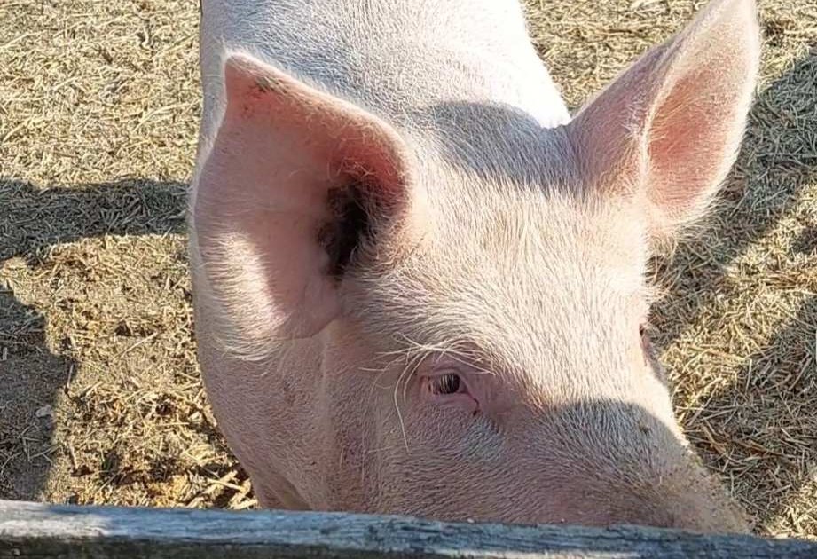 прасе, свиња