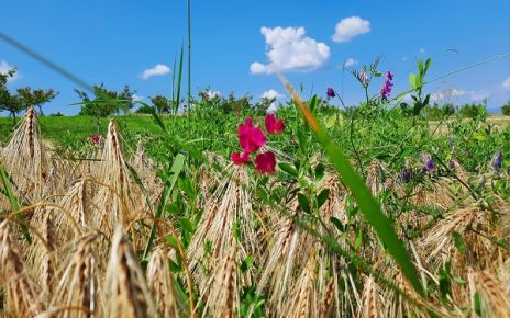 ЛЕТО ФОТО: ЗОРАН ЗИНДОВИЋ