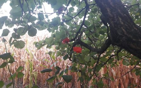 СЕПТЕМБАР, ФОТО: Г. Д.