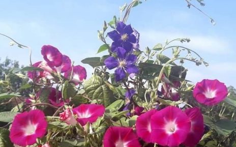 лето, цвеће