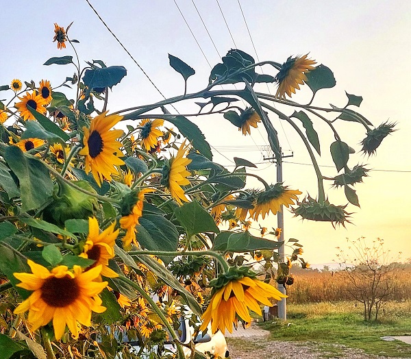 лето, Фото: Дарка Симеуновић