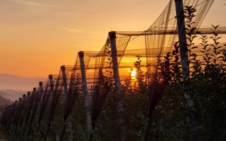 Фото: Дарка Симеуновић