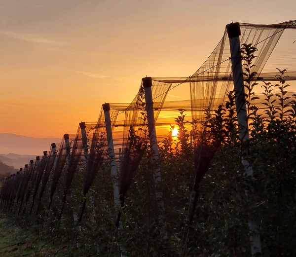 Фото: Дарка Симеуновић