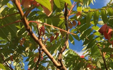 октобар, Фото: Милева С. Александрић