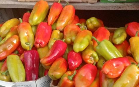 ПИЈАЦА. ПАПРИКА