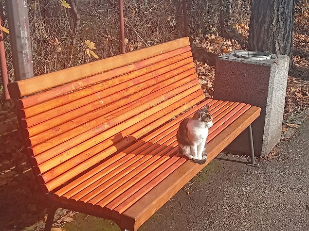 децембар, Јасна Баралић