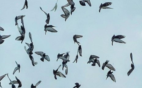 ФОТО: Дарка Симеуновић