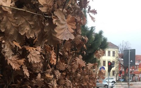 Фото: Микица С. Александрић