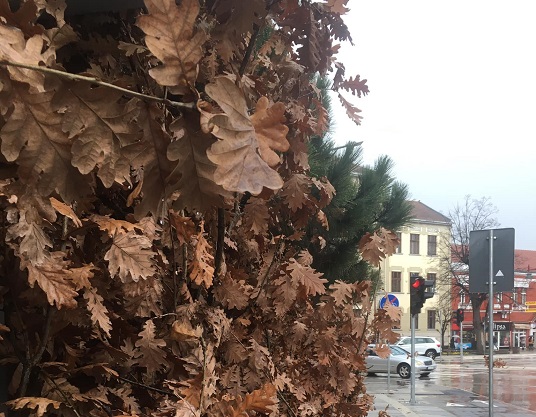 Фото: Микица С. Александрић