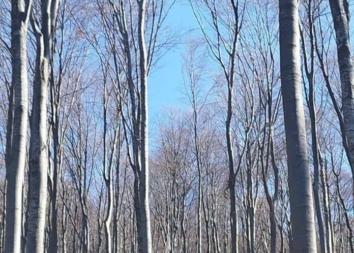 зима, сунчано Фото: Мима Зиндовић