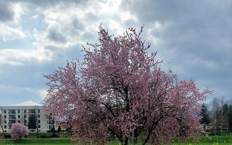 Фото: ДАРКА СИМЕНУНОВИЋ