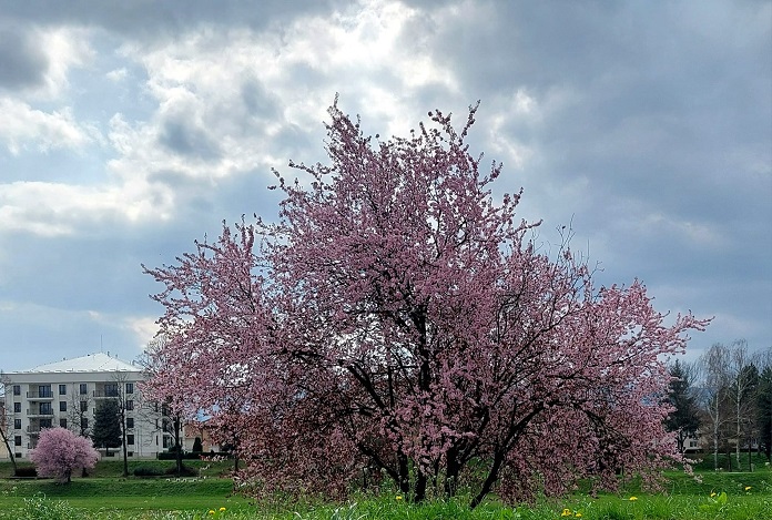 Фото: ДАРКА СИМЕНУНОВИЋ