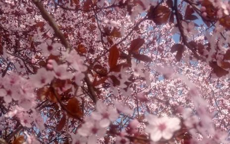 пролеће Фото: Мима Зиндовић