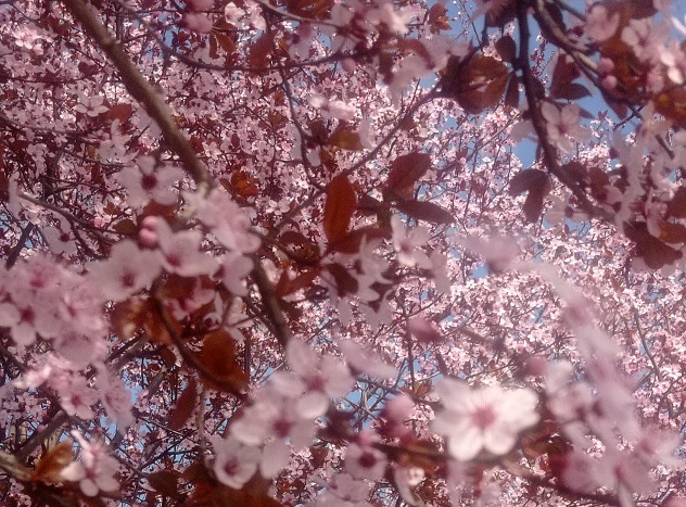 пролеће Фото: Мима Зиндовић