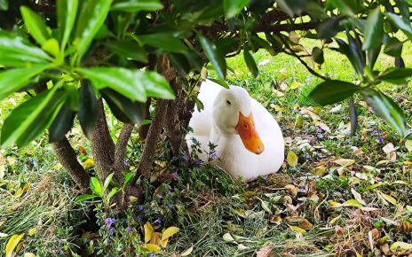 Фото: Дарка Симеуновић