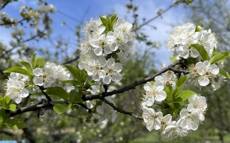 АПРИЛ Фото: Милан Чакајац