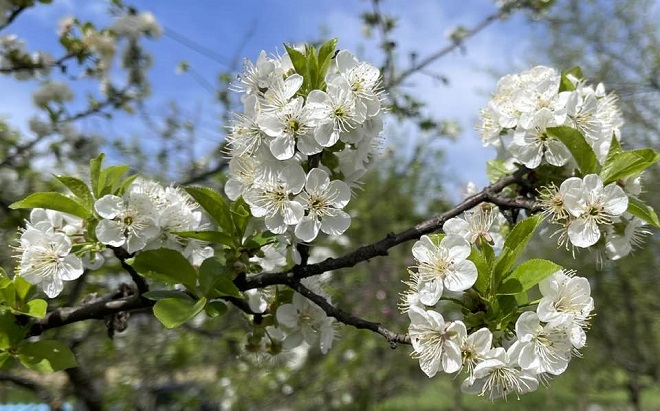 АПРИЛ Фото: Милан Чакајац
