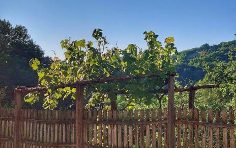 ЛЕТО Фото: Дарка Симеуновић