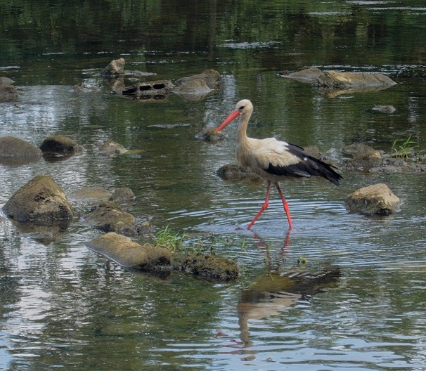 Фото: Слађана Белић