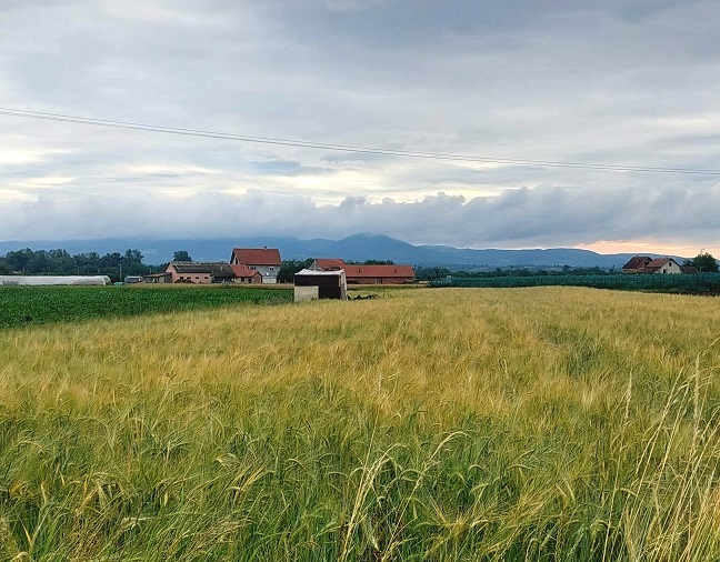 лето, Фото: Дарка Симеуновић