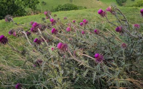 Фото: Александра Тодосијевић