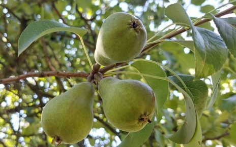 крушка Фото: Милан Чакајац