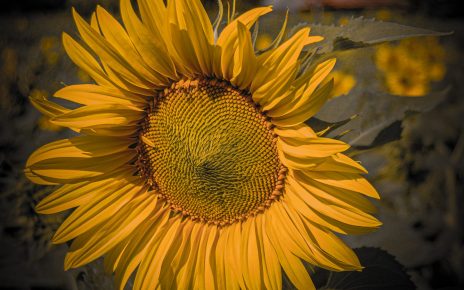 краћена лето Фото: Слађана Белић