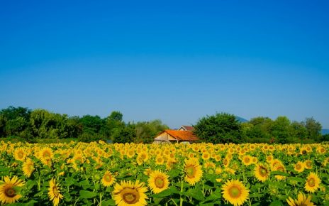 ЛЕТО Фото: Слађана Белић