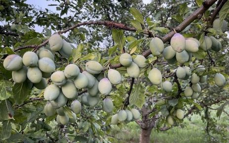 ФОТО: МИЛАН ЧАКАЈАЦ