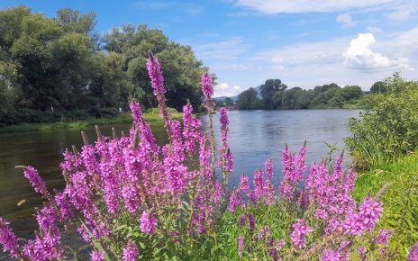 ЛЕТО Фото: Зоран Зиндовић