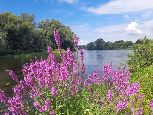 ЛЕТО Фото: Зоран Зиндовић