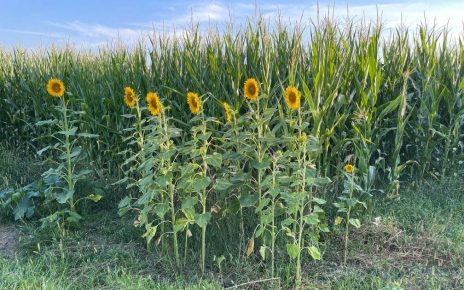 лето Фото: Милан Чакајац