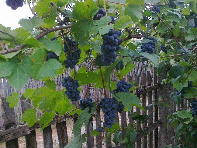 ЛЕТО Фото: Братислав Бежанић