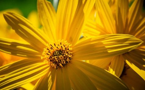 време, жути цвет Фото: Јелена Миладиновић