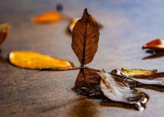 јесен, Фото: Јелена Миладиновић