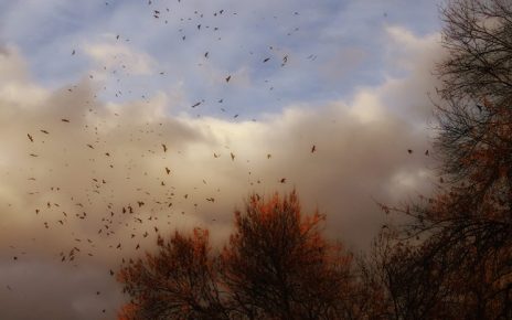 јесен Фото: Слађана Белић