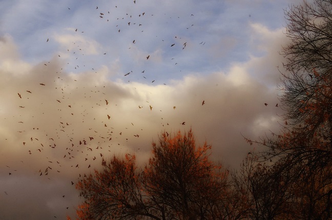 јесен Фото: Слађана Белић