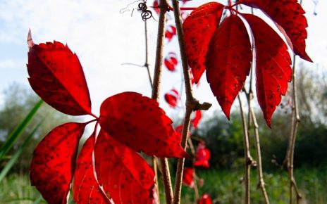 јесен Фото: Слађана Белић