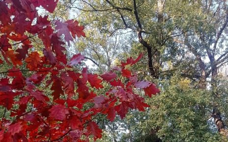 Фото: Мима Зиндовић