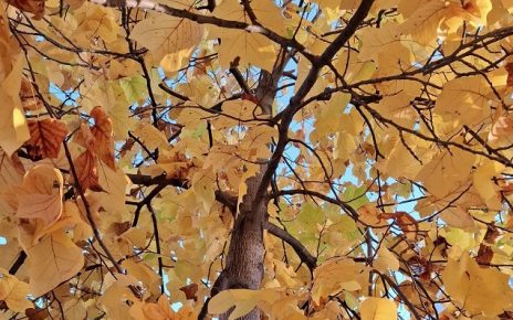 јесен Фото: Дарка Симеуновић