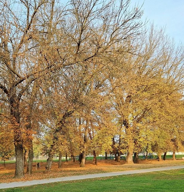 јесен Фото: Дарка Симеуновић