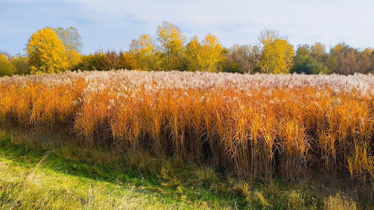 јесен, Фото: Слободан Симеуновић