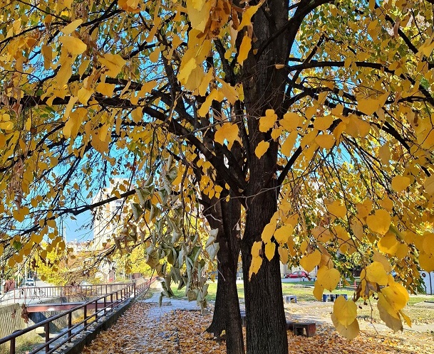 јесен Фото: Дарка Симеуновић