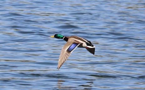 Фото: Слободан Симеуновић