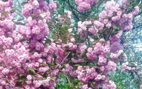 пролеће Фото: Мима Зиндовић