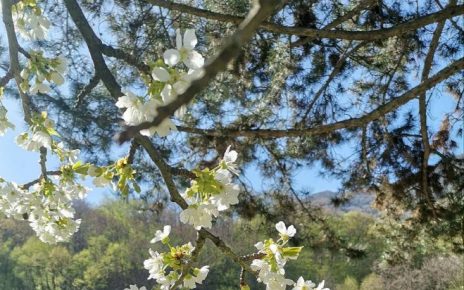 пролеће. Фото: Мима Зиндовић