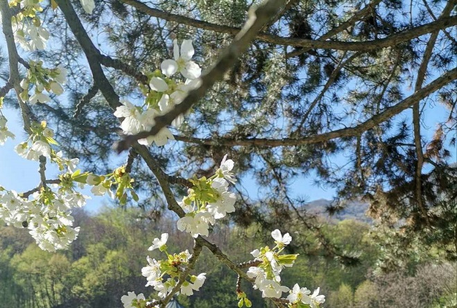 пролеће. Фото: Мима Зиндовић