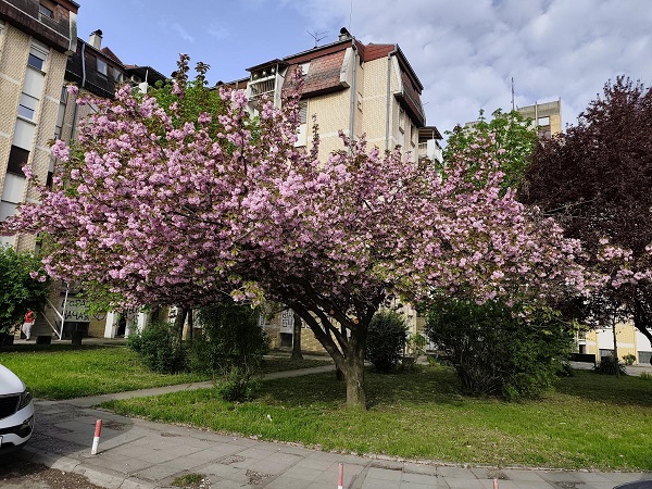 Фото: М. Руменић