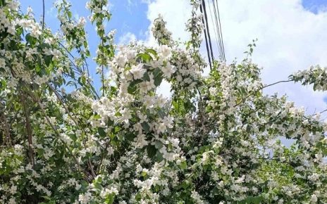 мај Фото: З.Л. С.